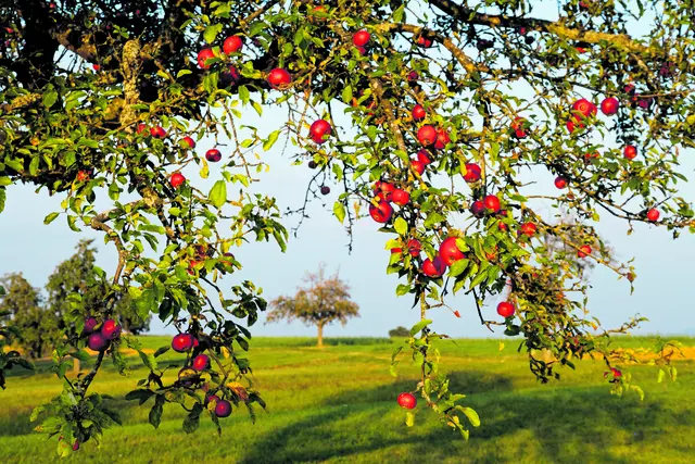 Reich ist nicht, wer viel hat,
sondern wer wenig braucht zum Glücklichsein.
Arm ist nicht, wer wenig hat,
sondern wer viel begehrt.
(Heiliger Johannes Chrysostomus, Gedenktag am 13. September) | Foto: Christian Palent/Adobe