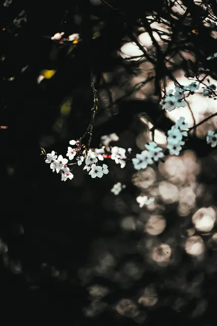 Die Sonne steige herauf und vollende ihren Lauf,
damit alles werde zu einem neuen Aufgang der Sonne:
Der Sohn im Vater,
der Vater im Wort.
(Hl. Ambrosius, 344-397) | Foto: Nik/unsplash