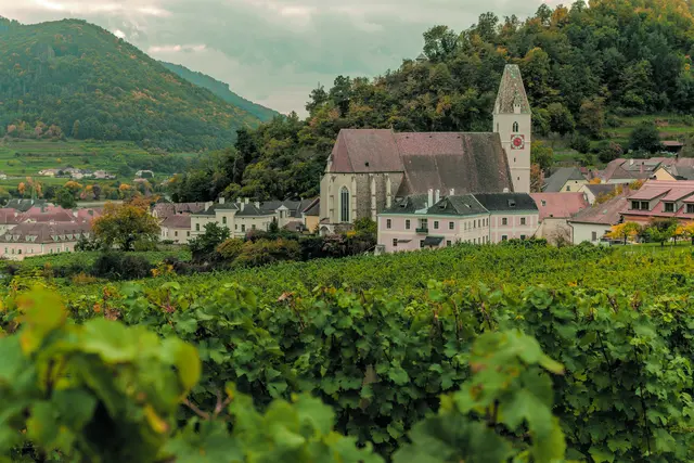 Du lässt Gras wachsen für das Vieh und Pflanzen für den Ackerbau des Menschen, damit er Brot gewinnt von der Erde und Wein, der das Herz des Menschen erfreut.
Psalm 104,14-15
 | Foto: Weinberg vor der Pfarrkirche Spitz. Foto: Roman Vasylovskyi  / unsplash